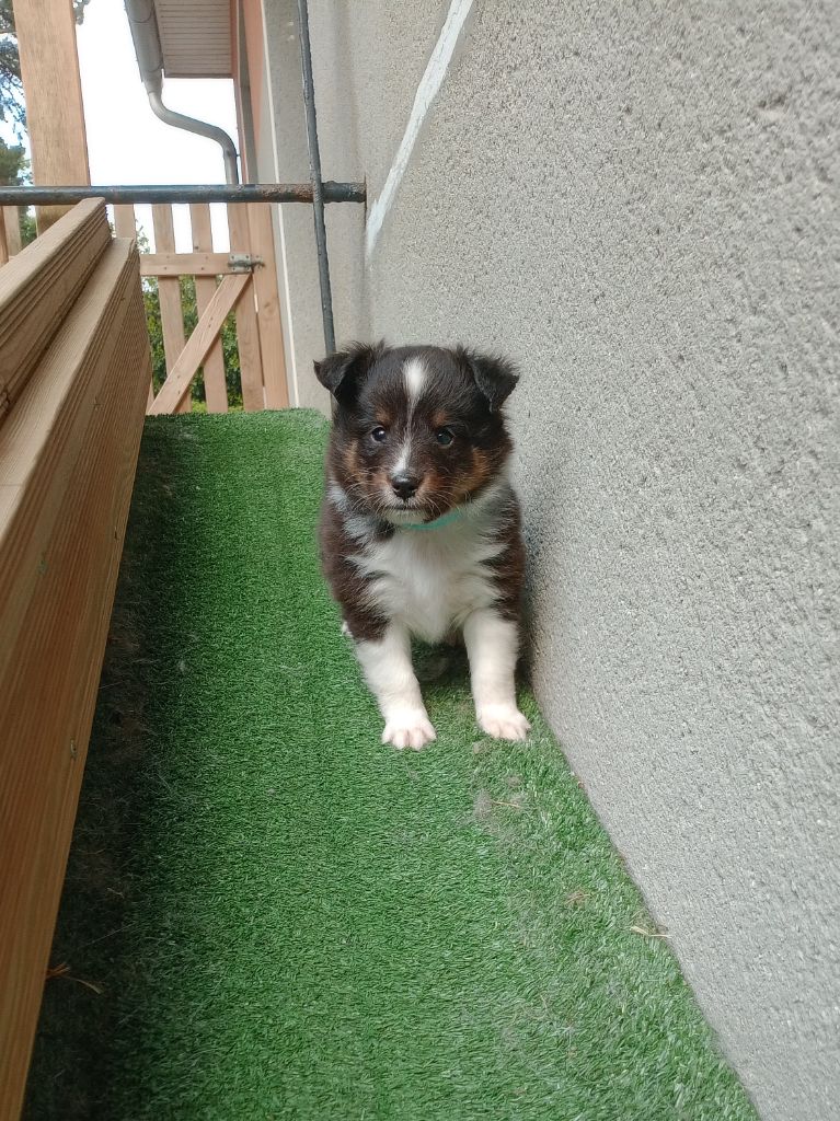 Des Legendes De Stagadon - Chiots disponibles - Shetland Sheepdog
