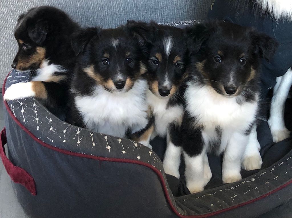 Des Legendes De Stagadon - Shetland Sheepdog - Portée née le 22/08/2020