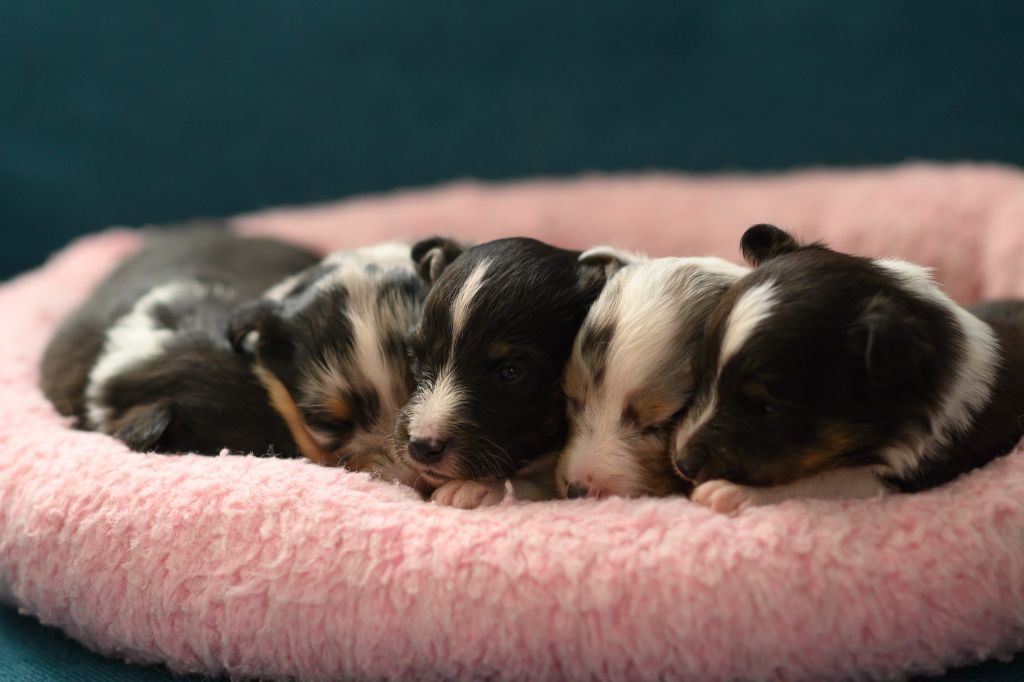 Chiot Shetland Sheepdog Des Legendes De Stagadon